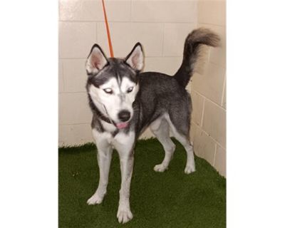 A1207125 - Husky Male Dog for Adoption