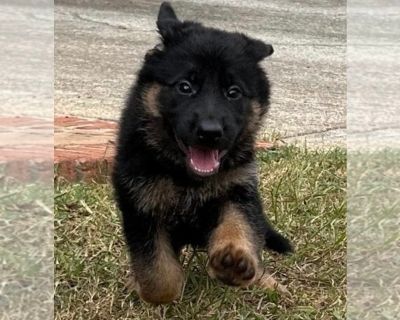 Snowflake - German Shepherd Dog Female Puppy for Sale