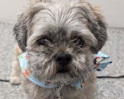 Watson - 2000232455 ge / Age : 4 ans / 4 years old Mle / Male Race (s) / Breed (s) : Mix Poids / Weight : 4.8 kg. Health Spayed / neutered.. Young Male Small