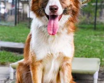 Phoebe - Husky Female Dog for Adoption