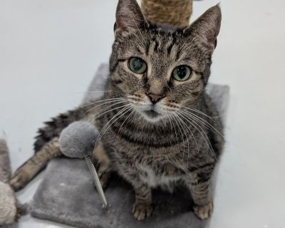 Meet Sharon, a lovely tabby cat with a heart full of affection! We are looking for that special someone to for this girl. Sharon had surgery for Mammary cancer while it was completely removed there is always a chance it may return. We don't want her spending her golden years in a shelter. Sharon absolutely adores people and is always ready to shower you with love and companionship. She s the ki...