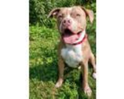 Polo, American Pit Bull Terrier For Adoption In Blackwood, New Jersey