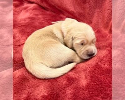 Pink Collar - Female Golden Retriever Puppy for Sale