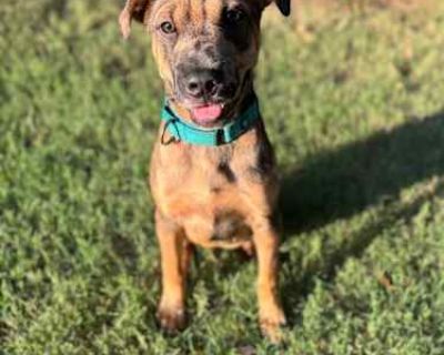 Thud - Shar Pei/Catahoula Leopard Dog Mix Male Puppy for Adoption