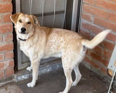 Young. Tan/yellow/fawn - with white. Microchipped. MEET GIZMO! Gizmo loves all the attention and will be a devoted family friend. Or, if you like to tackle the great outdoors, he would love to go on hikes for many miles in the wilderness. Gizmo has just the right amount of calm and mischief. He loves to lay at his foster's feet when she is working and let her rub his belly with her feet. He has...