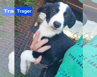 Baby * Location Alexander, AR, 72002 USA USA *. Dog Breed: Border Collie / Beagle / Mixed. PLEASE NOTE! Unless stated otherwise, our dogs and puppies are located in Arkansas, and transported to the north/northeast once adopted. We do occasionally have dogs/puppies placed in foster homes in the north/northeast. In the cases where the pet is somewhere other than Arkansas, it will be noted beside ...