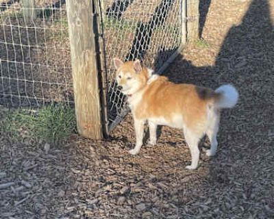 Kona - Shiba Inu Female Dog for Adoption