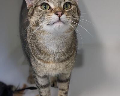 Willow - Domestic Short Hair Mix Female Cat for Adoption