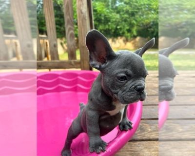 Blue pied male - French Bulldog Male Puppy for Sale