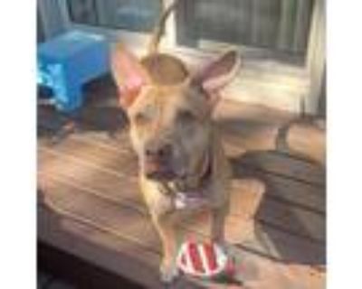 Adopt Athena Diane a Tan/Yellow/Fawn Mixed Breed (Large) / Mixed dog in West