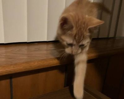 Peanut - Domestic Shorthair Male Kitten for Adoption