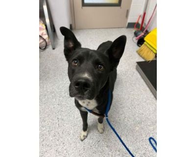 Blueberry Waffle - Labrador Retriever/Border Collie Mix Male Dog for Adoption