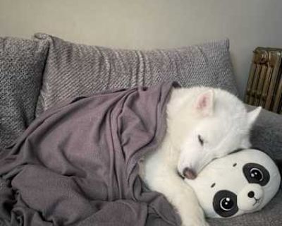 Sassy - Husky Female Dog for Adoption
