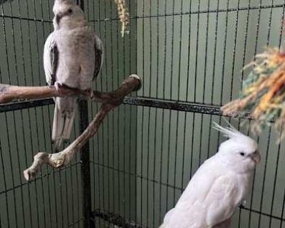 Sonny and Cher - Cockatiel Female for Adoption