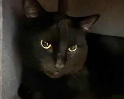 Toothless - Domestic Shorthair Male Cat for Adoption