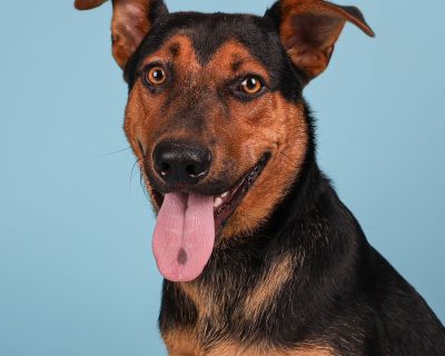 Duke - German Shepherd Dog & Shepherd Mix Male Dog for Adoption