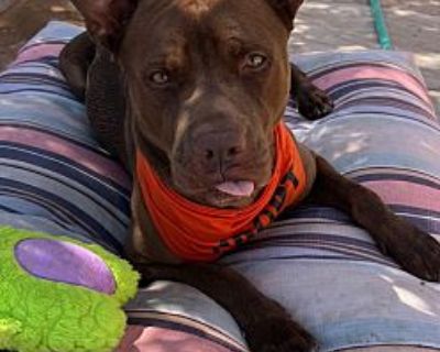 Hershey - American Pit Bull Terrier Male Puppy for Adoption