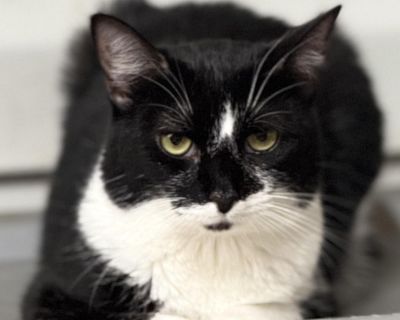 Hi, my name is Starr. I was born at a hoarder home in a small town in Alabama. Luckily me and my littermates were saved from animal control. I have a short tail aka bobtail. I m witty and curious. I will be shy meeting a new human but I will warm up. I do best in a home with other cats. Pet is currently in a foster home in Alabama, upon approved adoption he/she will be transported to New Englan...