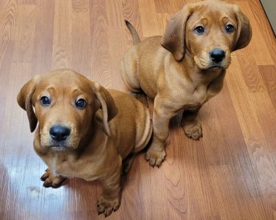 Redbone coonhound hot sale craigslist