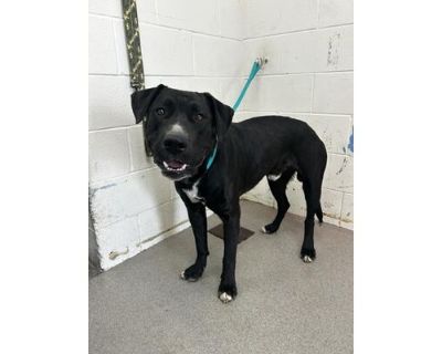 SALEM - Labrador Retriever Male Dog for Adoption