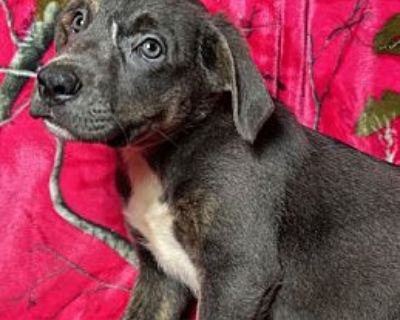 Pigeon - Labrador Retriever & Weimaraner Mix Male Puppy for Adoption