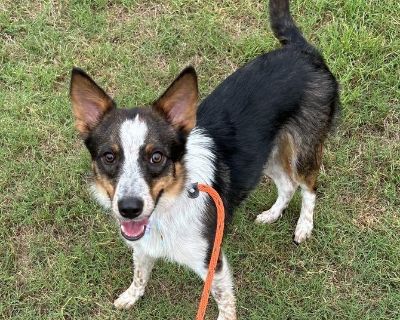 TALTY WAS DUMPED OUT IN THE COUNTRY SEVERAL MONTHS BEFORE WE FOUND OUT ABOUT HIM. HE WAS TERRIFIED LIVING IN A LARGE PASTURE AREA AND CROSSING A BUSY STREET. THEY SAY HIS BUDDY WAS PICKED UP IN DECEMBER AND WE WERE ABLE TO GET HIM SAFE IN FEBRUARY. HE IS A FRIENDLY BOY AND NOW HE IS FULLY VETTED PLUS HE IS HEARTWORM NEGATIVE. HE HAS DONE WELL WITH OTHER DOGS AND WOULD LOVE TO BE IN HIS FUREVER ...