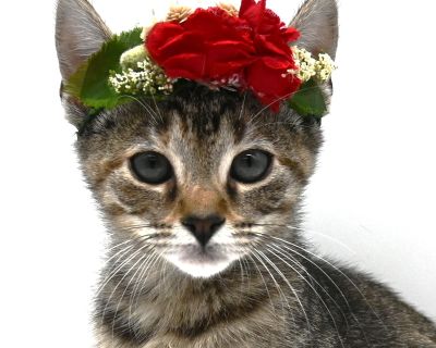 Dot is a beautiful grey tabby girl with a soft coat, bright eyes, and a gentle personality. She may be small, but she has a big heart and a sweet, affectionate nature. Dot loves to play, explore, and interact with her surroundings. She s curious and friendly, always ready to chase a toy or climb into your lap for attention. She has a calm, loving spirit that makes her an easy fit for almost any...