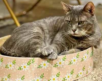 Conrad - Domestic Shorthair Male Cat for Adoption
