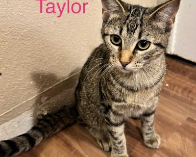 Taylor - Domestic Shorthair Female Kitten for Adoption