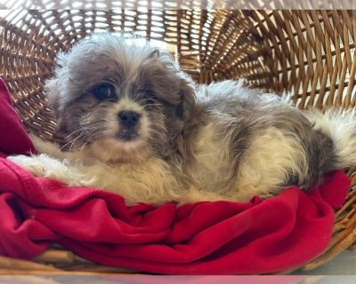 Litter of 3 - Zuchon Male Puppy for Sale