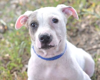 Oscar - Terrier Mix Male Dog for Adoption