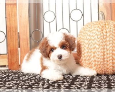 10 Weeks Old * Size at Maturity: Small * Availability Date: 11/07/2025 * Shipping Area: Nationwide * Payment Method: Paypal, Credit Cards *. Sprinkles is a sweet and playful Toy Poodle puppy. She is very friendly, loves to make new friends, but will also be very loyal. Sprinkles is up to date on her shots and de-wormings. She also comes with a one year health warranty. She can be picked up in N...