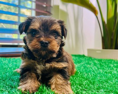 1 Male and 2 Female Yorkshire Terrier Puppies for Sale