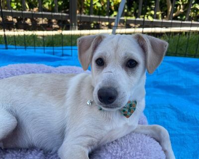 Dillinger - Chihuahua Mix Male Puppy for Adoption