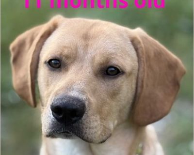 Meet Jake! This handsome 11-month-old boy appears to be a Lab/Vizsla mix (his mom is mostly Vizsla). Jake is a happy-go-lucky, energetic goofball who loves life and everyone in it! He's full of joy, playfulness, and curiosity. Jake has been working on his manners and has made wonderful progress since arriving. He is good with kids, female dogs, and cats, and we believe he is housebroken. He wou...