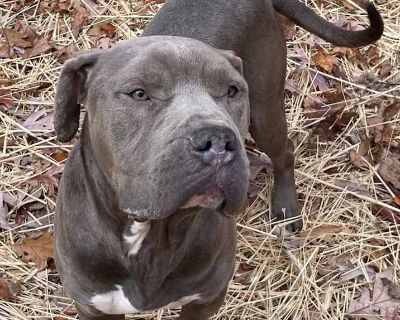 Adult. Gray/silver/salt & pepper - with white. Dog 152 aka Fernando American PitBull mix Male(NOT NEUTERED) Approximately 3 years old Approximately 80lbs(when at healthy weight) Total goober! Friendly Affectionate Great on leash Good with dog he met Unknown about cats/kids Fairly mellow Rides great in the car Food motivated (Legal day of adoption is 11/17) IF INTERESTED IN MEETING THIS DOG, PLE...