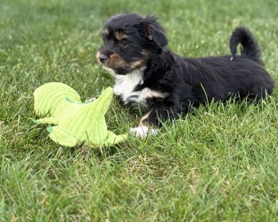 Lottie - Havanese & Chihuahua Mix Female Puppy for Adoption