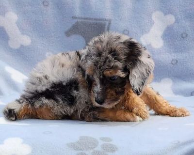 AKC Miniature Poodle