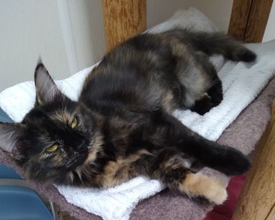 Torie - Domestic Long Hair Female Cat for Adoption