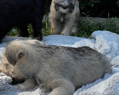 3 Male and 1 Female Miniature Schnauzer Puppies for Sale