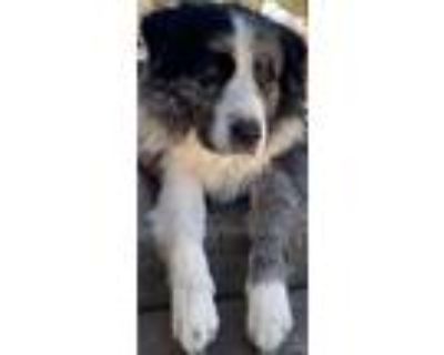 Adopt Champ a Border Collie, Bernese Mountain Dog