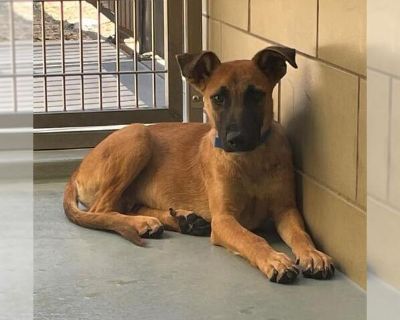 Dog - German Shepherd Dog Male Puppy for Adoption