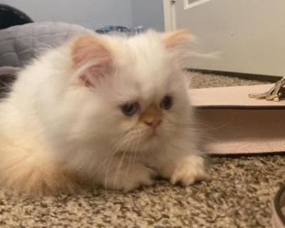 PersianBabies - Persian Male Kitten For Sale