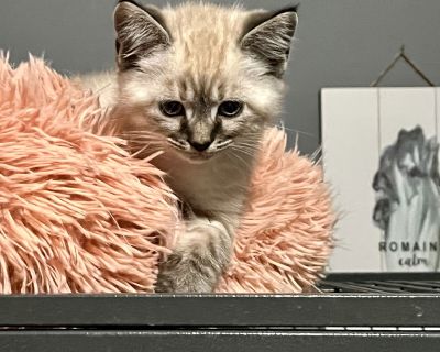 You can fill out an adoption application online on our official website.Please contact Main Email CARE (caretoadopt@gmail.com), (803) 622-9813 for more information about this pet. The most accurate and up to date information about adoptable pets is on our official website at www.caretoadopt.org. Wren is just as sweet as he is adorable. He loves back rubs and playing with his siblings. He would ...