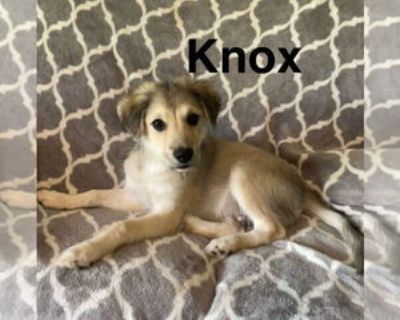 Knox - Male American Eskimo Dog-Huskies Mix Baby for Adoption