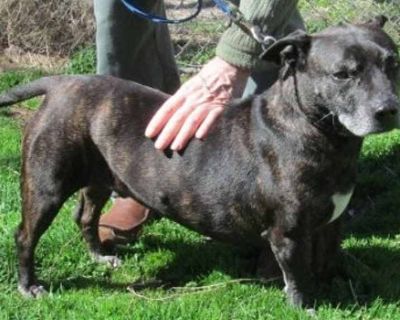 Senior. Brindle. Vaccinated. Zeus is a10 year-old Brindle Boston mix, 33 pounds of muscle, with a gentle mouth; he's a very loving guy who loves to play with dogs his size. He's a bit energetic for smaller dogs, but played with our 10# puppy every day. Zeus would love to have a 6 foot fenced yard with room to run and play; he used to jump our 4 foot fence. He doesn't like cats and doesn't like ...