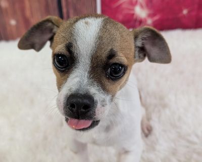 Bosco - Chihuahua & Yorkshire Terrier Mix Male Puppy for Adoption