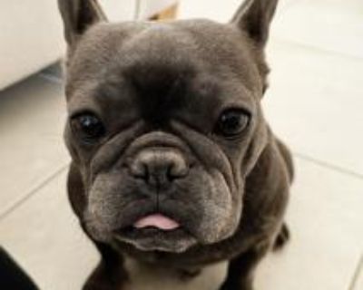 This cutie pie is VERONICA! She is an adorable, very sweet, friendly girl who LOVES other dogs and who would LOVE to be your new best friend! She is an absolute DOLL! She loves to play and snuggle and is an angel! Age: approx. 3-4 years Weight: approximately 25 lbs Fully vetted (fixed, shots, heartworm tested negative, dewormed, microchip) Adoption fee $500 Please email for an application: Simp...