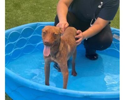 Bently - Labrador Retriever/Terrier (Unknown Type, Medium) Mix Male Puppy for Adoption