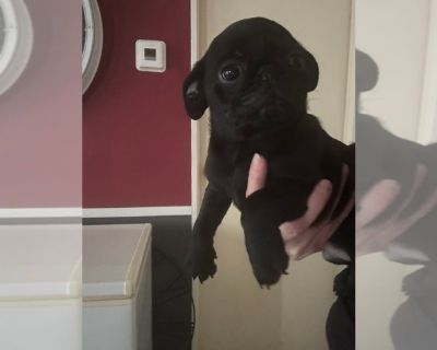 Puppies - Pug Male Puppy for Sale